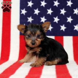 Donny, Yorkie Puppy